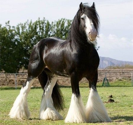 Shire Horses